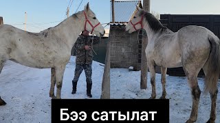 Бышты байтал сатылат тел:+996 706 111 403