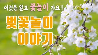 벚꽃 놀이 이야기  - 벚꽃놀이 유래 | 2021 벚꽃 개화 | 여의도 진해 벚꽃