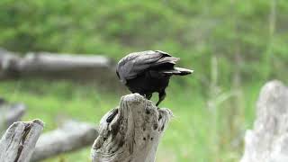 Crow with shellfish breakfast