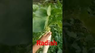 Raphanus sativus Radish (Moli ) #fact #gardenplants #vegetables #flowers #botanylectures