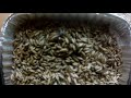 oat fodder system feeding 5 rabbits simple easy