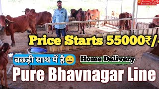 👍6 Gir Cow Price Starts 55000₹ Bhavnagar Line Gir Farm @ Dist. Amreli Gujarat 👍 #Gir #Cow Farm Talk