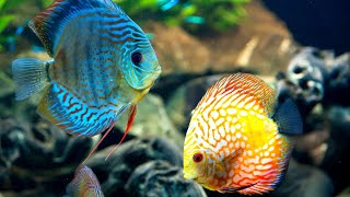 Beautiful Coral Reef Fish Part-2 || Relaxing Ocean Fish, & Stunning Aquarium Relax Music || Rasel360
