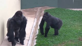 恋の駆け引き シャバーニとネネ Love game gorilla Shabani \u0026 Nene 22