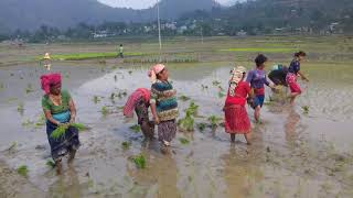 Pyuthan Baraula Ropai ko mela