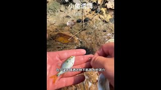 戶外捕魚：漁民在小溪旁偶遇直冒水的洞穴 #戶外捕魚 #戶外 #原來釣魚才是抖音運動頂流 #釣魚人就是這麼瘋狂