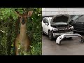 Deer Can Cause Costly Damage to Cars This Time of Year