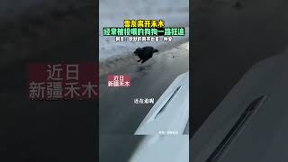 雪友离开禾木，经常被投喂的狗狗一路狂追。网友：默默的离开也是一种爱