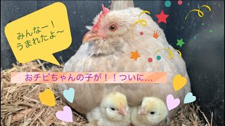 やっとこの日が！あのおチビちゃんの卵が遂に…！！果たして3個とも孵化したのでしょうか⁈