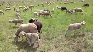 Troupeau de moutons et agneaux