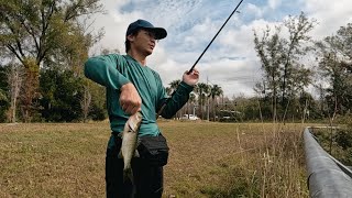 终于又暴富啦 佛州狗公园 鲈钓 Finally got rich again Florida dog park bass fishing