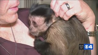Breastfeed Monkey