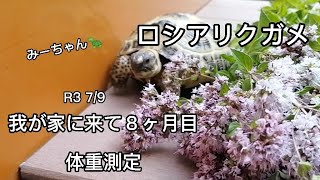 ロシアリクガメ:我が家に来て８ヶ月目体重測定🐢と過ごし方