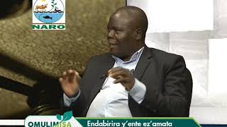 OMULIMISA :Endabirira y'ente ez'amataAA