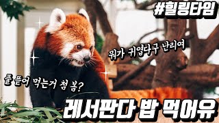 이것은 그냥 레서판다가 먹이만 먹는 영상입니다.. #힐링타임 #하지만 #심장이아픔 #redpanda #레시