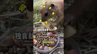 當狐獴群混進一隻土撥鼠吧！ 😂 #pets #王小怪 #搞笑 #animals #寵物