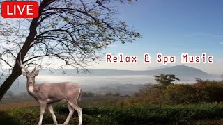 Nature Sounds Forest Sounds Birds Singing Sound of Water•Relaxation•Mindfulness•Meditation,Spa
