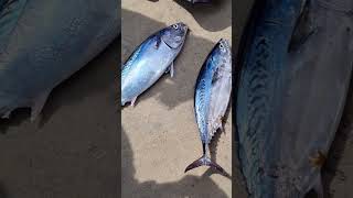 today fish vizhinjam #shorts