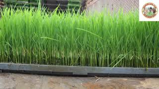 நெல் நடவு வயலில் ஒருங்கிணைந்த களை மேலாண்மை/ Integrated weed management in transplanted rice