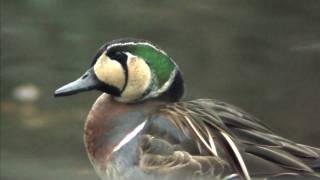 野鳥撮影・ 野鳥動画・トモエガモ　Baikal teal　1