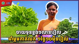 ចាយទុនខ្ទង់១លានរៀល ដាំម្អមកាត់លក់ ១ថ្ងៃ១០ម៉ឺនរៀល | ភាគទី ៤១