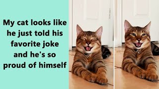 50 Relatable Cat Memes That’ll Make You Wish You Could Tag Your Cat