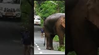 വഴി മാറടാ ? 🔥#kerala #athirappilly #tourism #travel #elephant #elephantattack #yt #forest