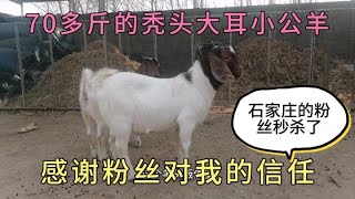 今天淘到一只秃头小公羊，体型头版耳型都非常漂亮。