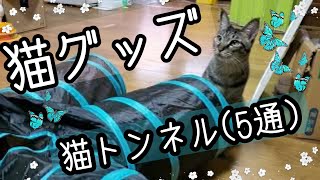 Amazonで購入した猫トンネルを買ったら！