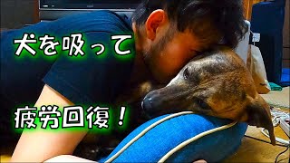 飼い主の筋トレについて来る元猟犬　疲労回復には犬を吸います