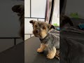 how to trim yorkie face