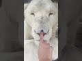 Big Cat BOOPS! CUTE