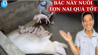 Nuôi Lợn Nái thế này mới là Đỉnh cao các bác ạ