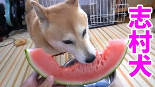 柴犬小春　令和もでっかいスイカ！ASMR