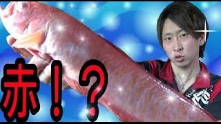 リュウグウノツカイ！？『赤タチウオ』さばいて食べてみた【深海魚】