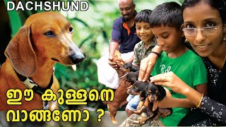 Dachshund The real family companions / പൊളി ആണ് മുത്തേ