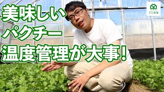 秋のパクチー温度管理　【9月上中旬〜11月上中旬】