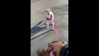 Excited Dog Couldn't Be More Happy To Go For A Run Around The Neighbourhood