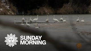 Nature: Trumpeter swans