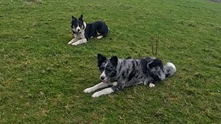 Sheepdog Training .... Rosy & Blu ... Rosy starting to settle down a little