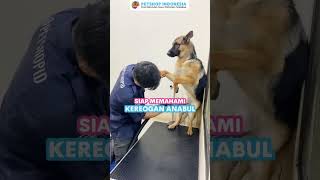 Anabul pet parents pasti dianggap jadi anak sendiri di Petshop Indonesia meski karakter anabul beda2