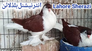 pigeon farm|Lahore sherazi|world's best|top class pigeons