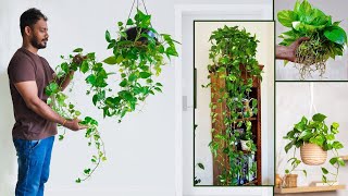 Long & Healthy Money plant Growing Ideas | Indoor Money plant Hanging Decoration Ideas//GREEN PLANTS