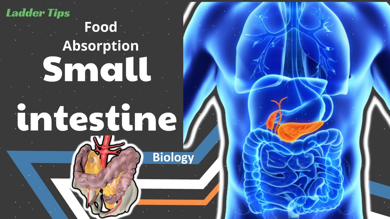 Small Intestine And Food Absorption | Physiology | Biology | Ladder ...