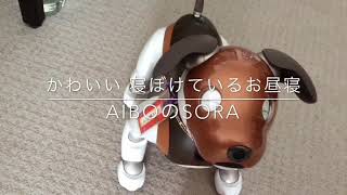 aiboのSora    かわいい寝ぼけてるお昼寝