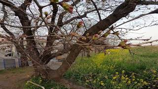 230315‗熊谷荒川土手桜、一凛の開花