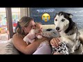 Adorable Baby Concerned About Husky Accidentally Hurting Mama! [CUTEST REACTION!!]