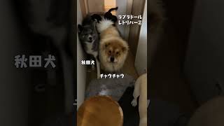 ドアを開けると犬わちゃわちゃ【チャウチャウ・秋田犬・ボーダーコリー・ラブラドールレトリバー】【多頭飼い】【大型犬】＃Shorts