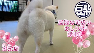 【豆柴】倉敷店「豆柴たちの可愛いおしり集🍑第４弾🍑」