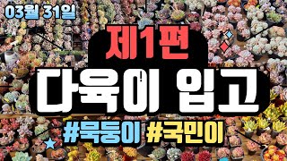 0️⃣3️⃣월3️⃣1️⃣일💥제1편💥다육입고🚀5만원이상🚀무료배송🎁특급서비스🎁일주일📁보관가능📁